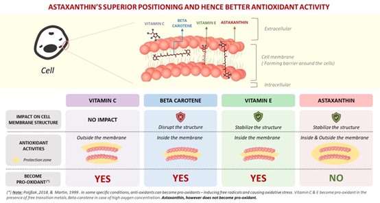 השוואה בין נוגדי חמצון